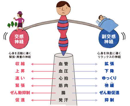 交感神経と副交感神経が身体の働きを調節する仕組みを示した図
